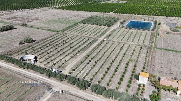 terreno agricolo in vendita a Lentini