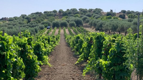 terreno agricolo in vendita a Noto in zona Vendicari