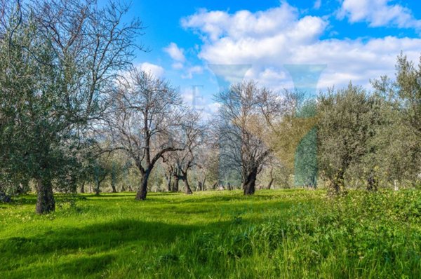 terreno agricolo in vendita a Noto
