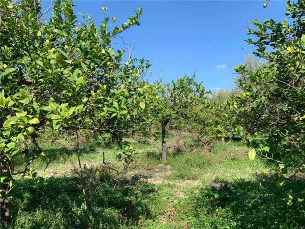 terreno agricolo in vendita a Noto