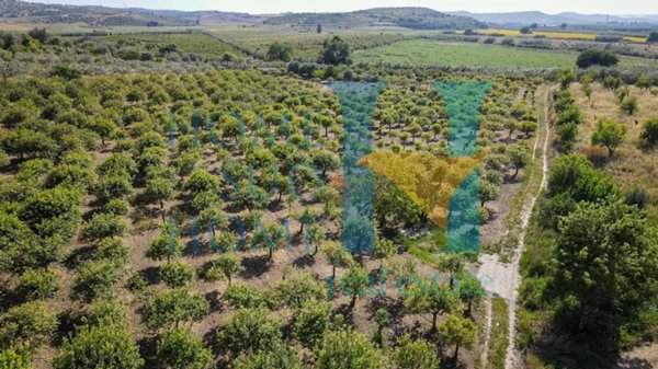 terreno agricolo in vendita a Noto