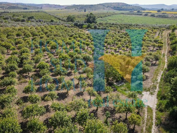 terreno agricolo in vendita a Noto