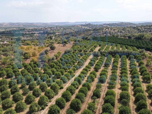 terreno agricolo in vendita a Noto