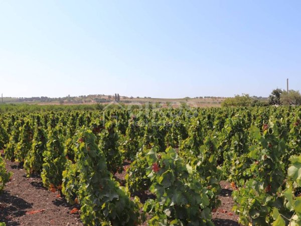 terreno agricolo in vendita a Noto