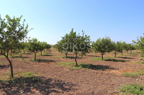 terreno agricolo in vendita a Noto