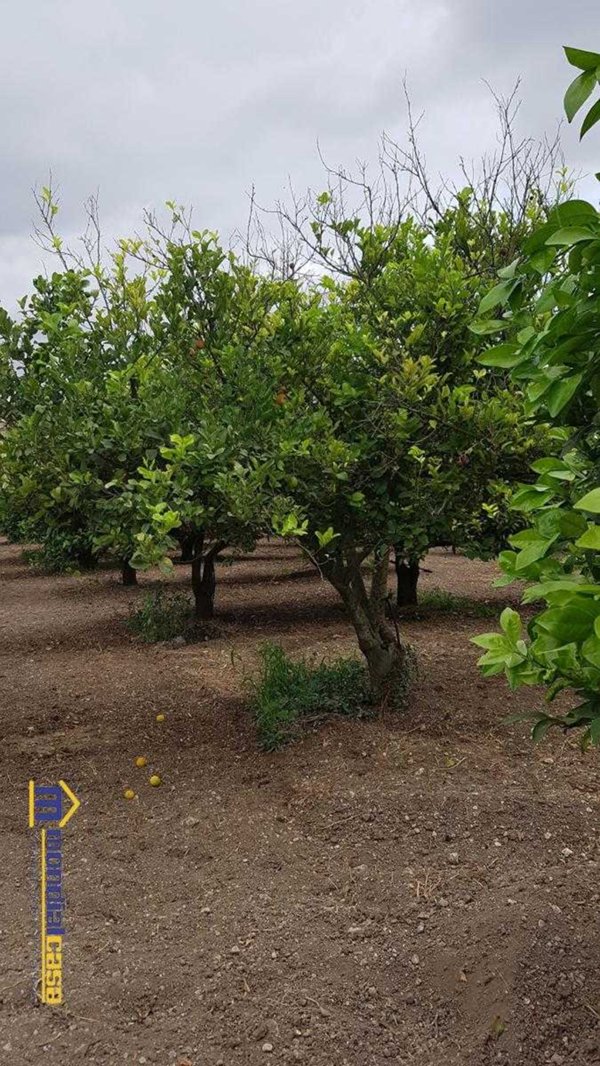 terreno agricolo in vendita a Noto