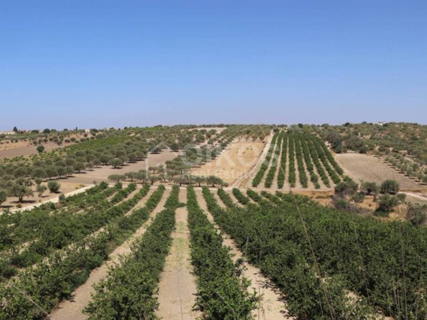 terreno agricolo in vendita a Noto