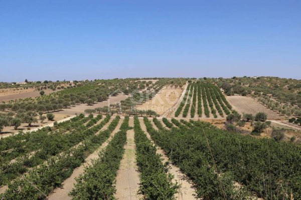 terreno agricolo in vendita a Noto
