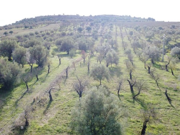 terreno agricolo in vendita a Noto