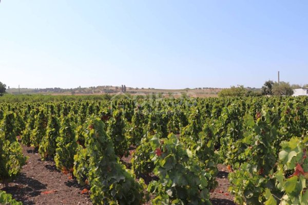 terreno agricolo in vendita a Noto