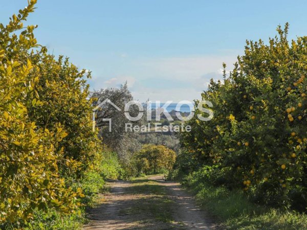 terreno agricolo in vendita a Noto