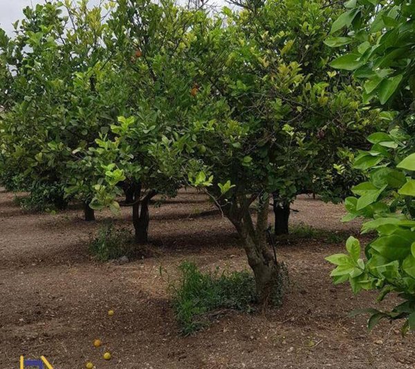 azienda agricola in vendita a Noto