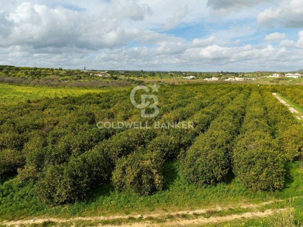 terreno agricolo in vendita a Noto in zona San Corrado di Fuori