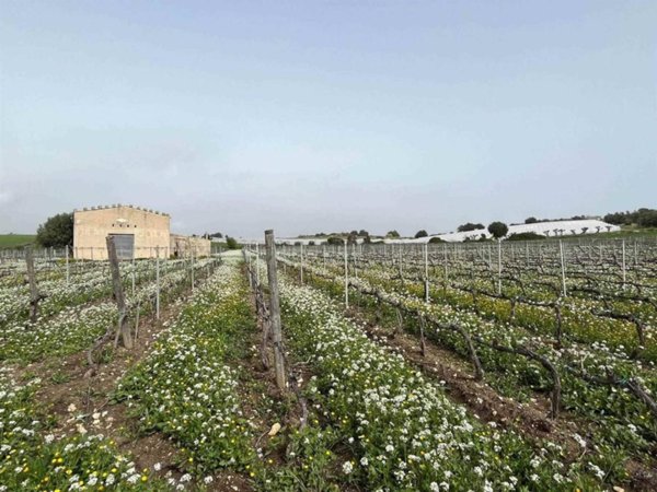 terreno agricolo in vendita a Noto