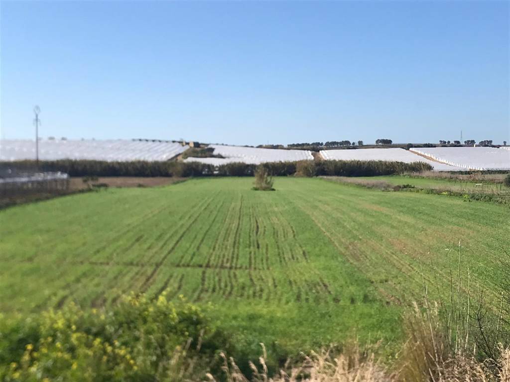terreno agricolo in vendita a Noto in zona San Lorenzo