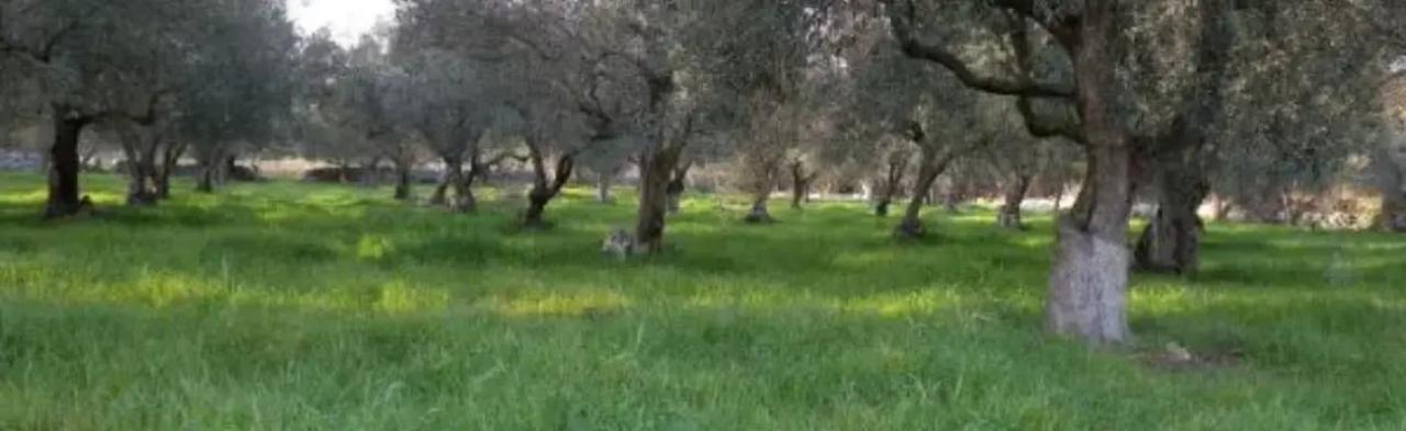 terreno agricolo in vendita a Noto