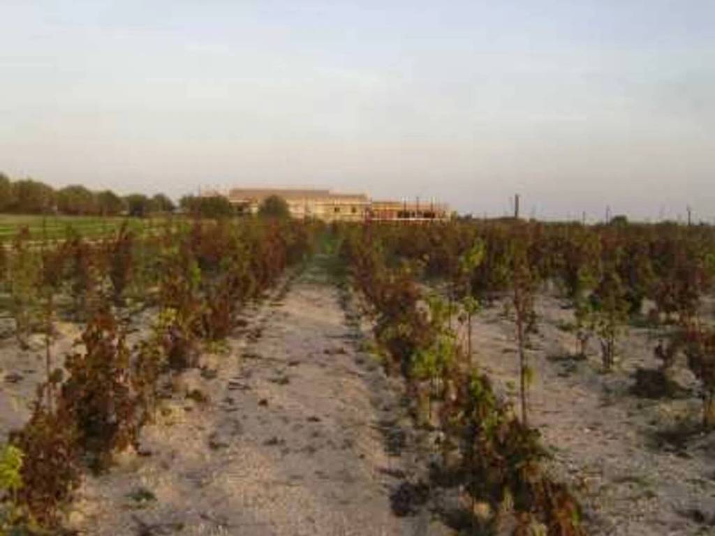 terreno agricolo in vendita a Noto in zona Vendicari