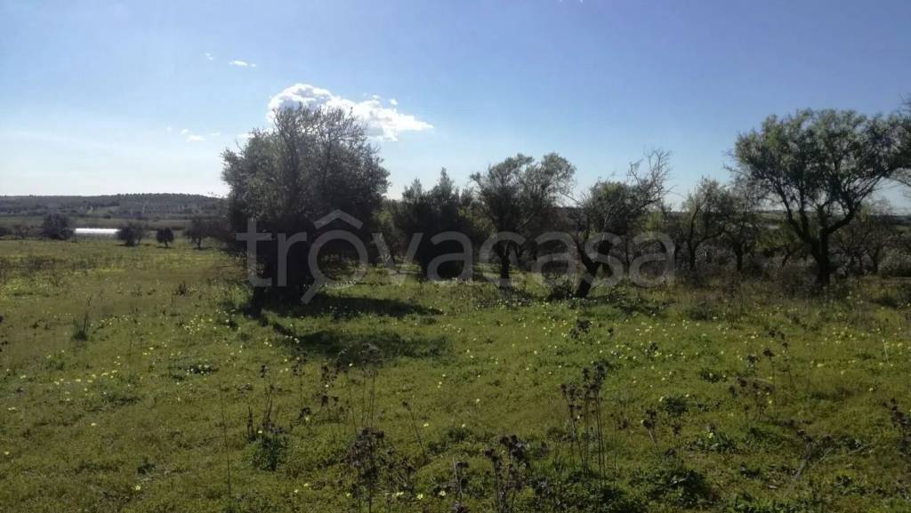 terreno agricolo in vendita a Noto in zona San Lorenzo