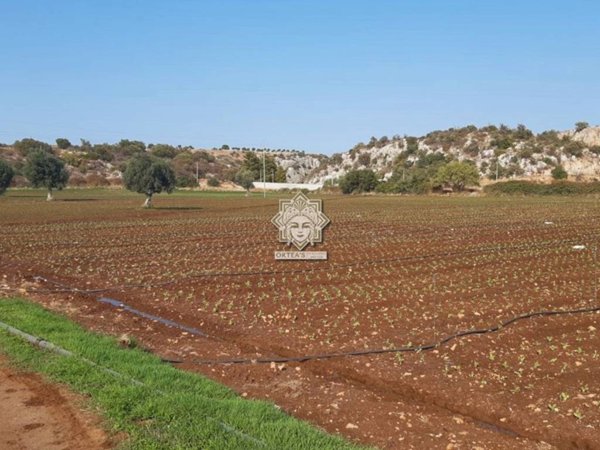 terreno agricolo in vendita a Noto