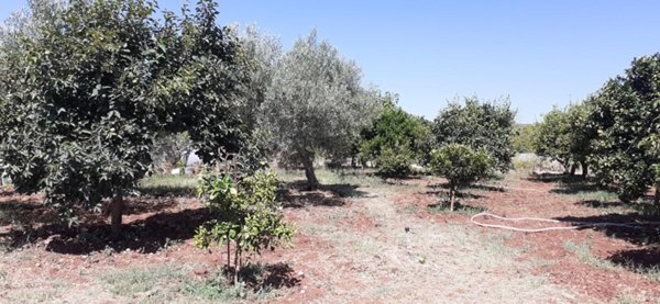 terreno agricolo in vendita a Noto