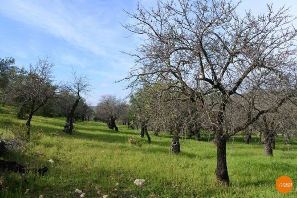 terreno agricolo in vendita a Noto