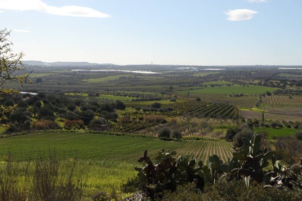 terreno agricolo in vendita a Noto