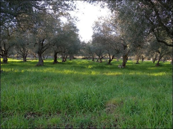 terreno agricolo in vendita a Noto