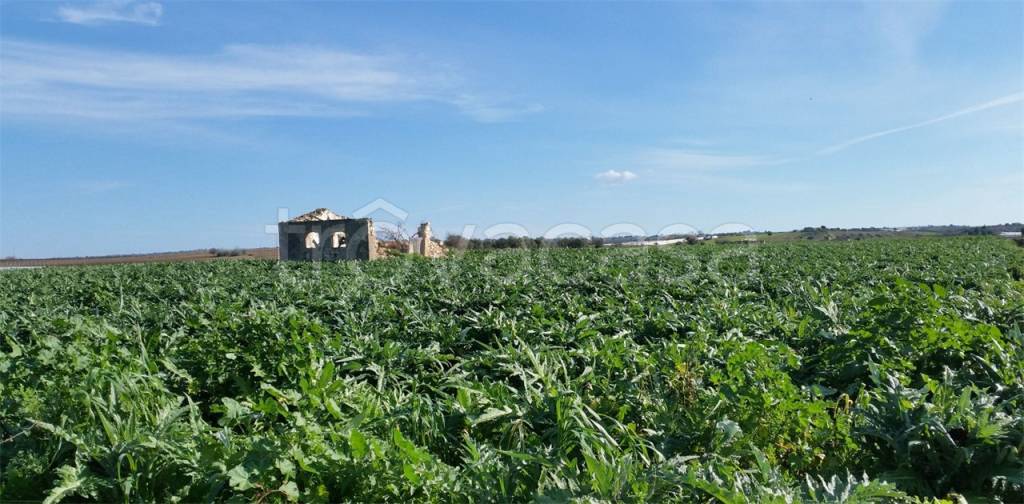 terreno agricolo in vendita a Noto