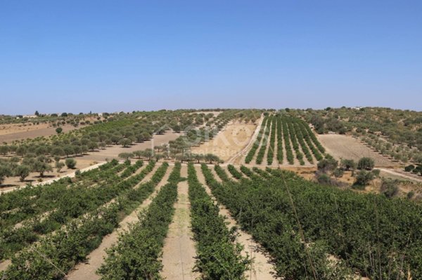 terreno agricolo in vendita a Noto