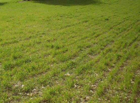 terreno agricolo in vendita a Noto in zona Testa dell'Acqua