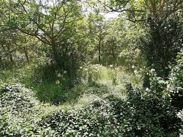 terreno agricolo in vendita a Noto