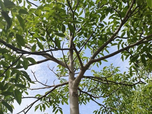 casa indipendente in vendita a Noto