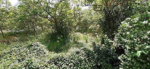 terreno agricolo in vendita a Noto