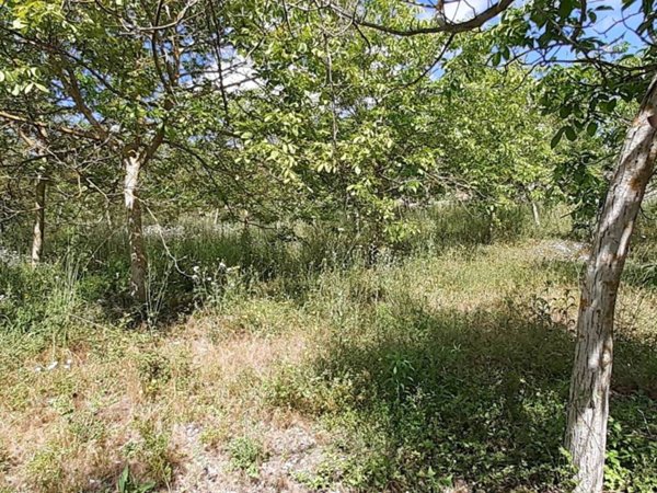 terreno agricolo in vendita a Noto
