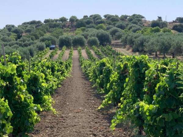 terreno agricolo in vendita a Noto