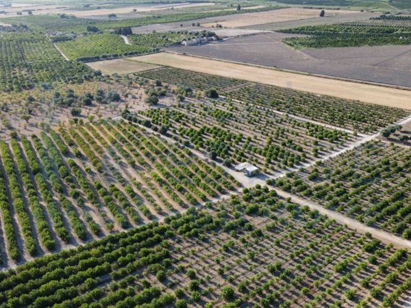 terreno agricolo in vendita a Noto