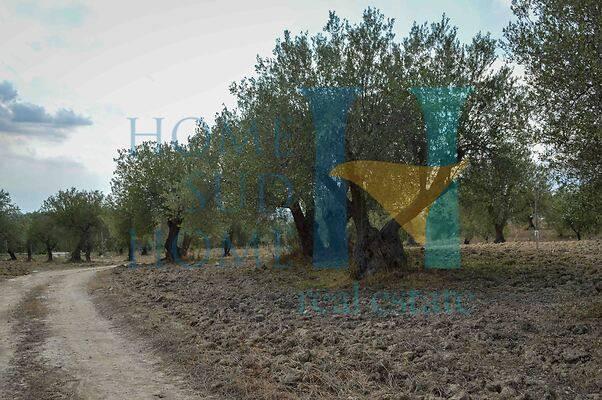 casa indipendente in vendita a Noto in zona Vendicari