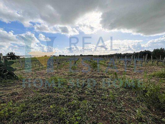 terreno agricolo in vendita a Noto