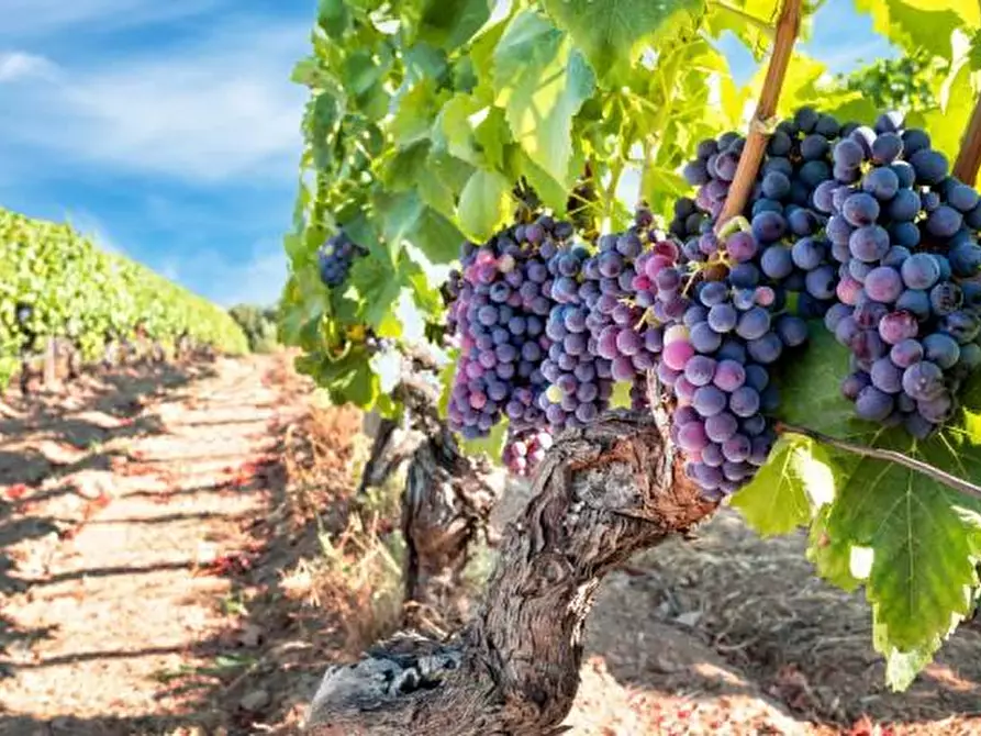 terreno agricolo in vendita a Noto