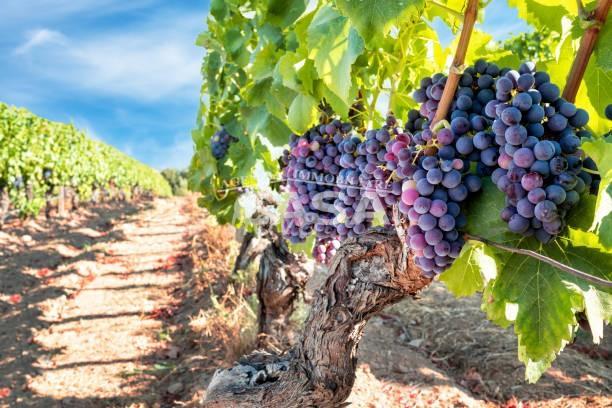 terreno agricolo in vendita a Noto