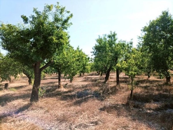 terreno agricolo in vendita a Noto in zona Vendicari