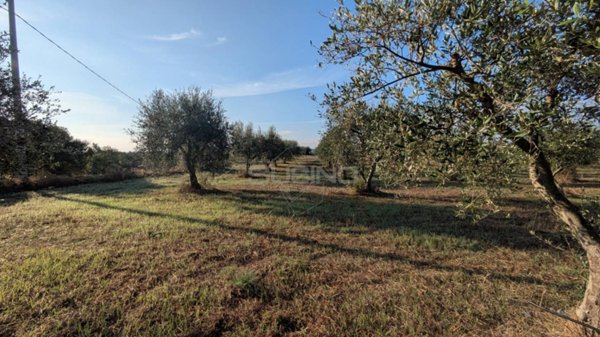 terreno agricolo in vendita a Noto