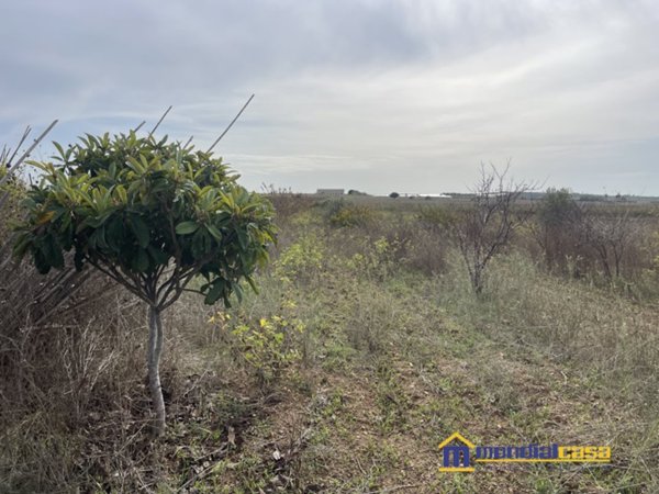 terreno agricolo in vendita a Noto