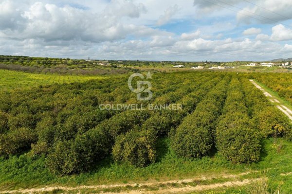 terreno agricolo in vendita a Noto in zona San Corrado di Fuori