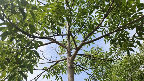 casa indipendente in vendita a Noto