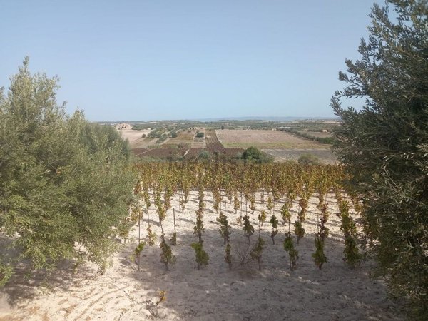 terreno agricolo in vendita a Noto in zona San Lorenzo