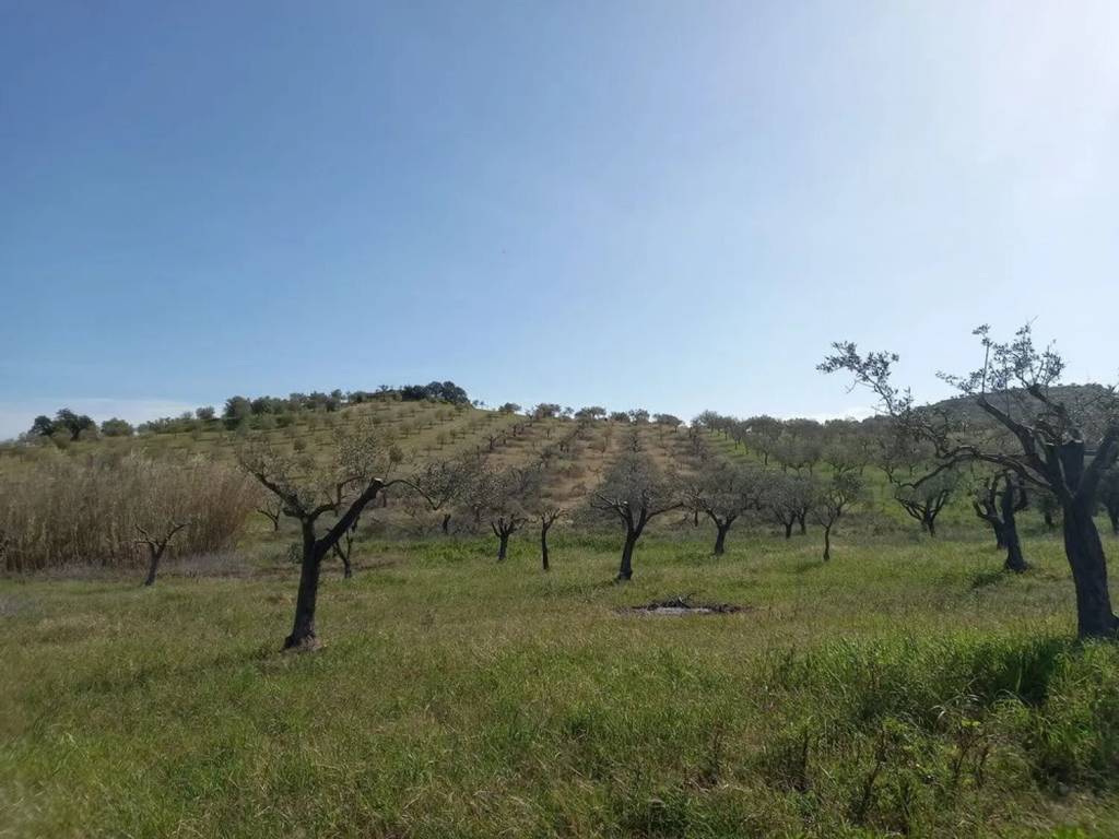 terreno agricolo in vendita a Noto