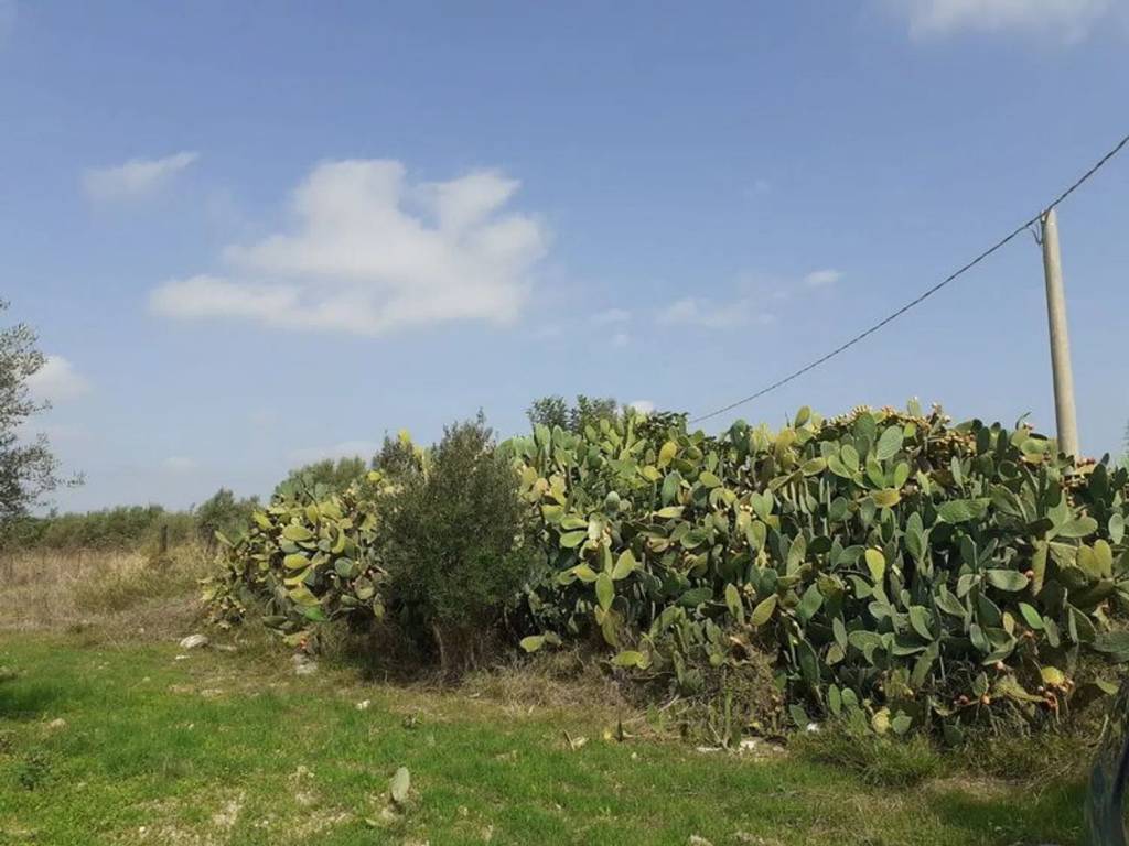 terreno agricolo in vendita a Noto