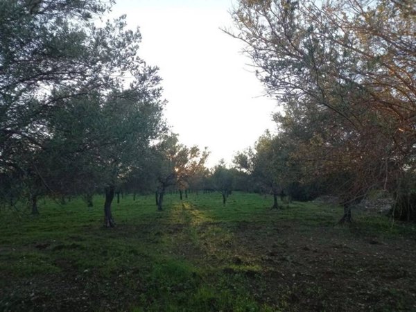 terreno agricolo in vendita a Noto
