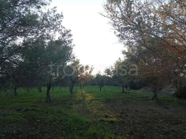 terreno agricolo in vendita a Noto